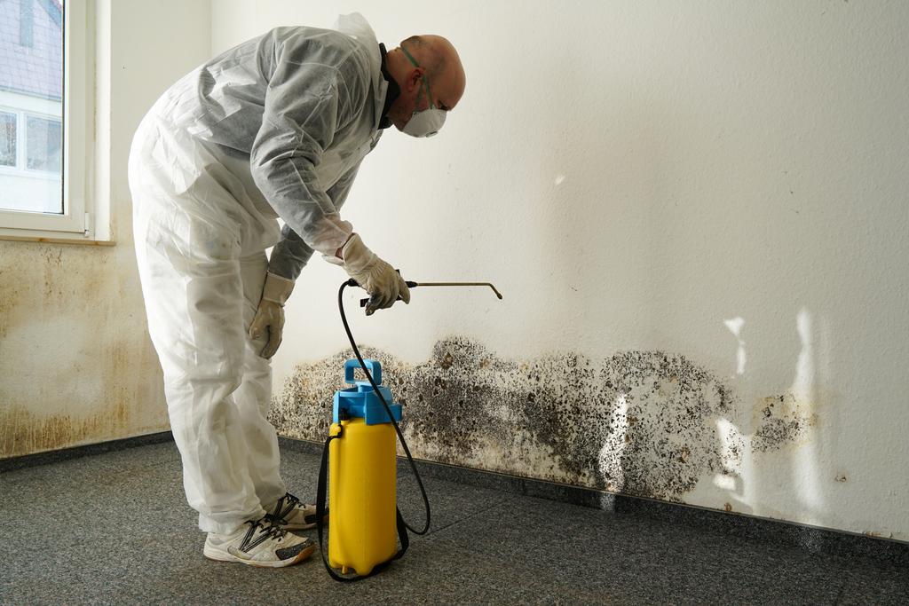 Mould Removal Wollongong