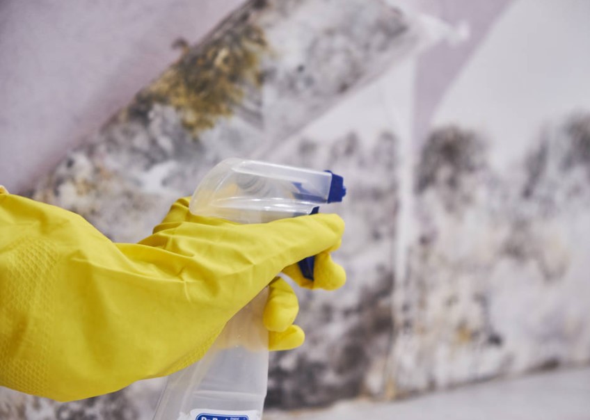 mould removal